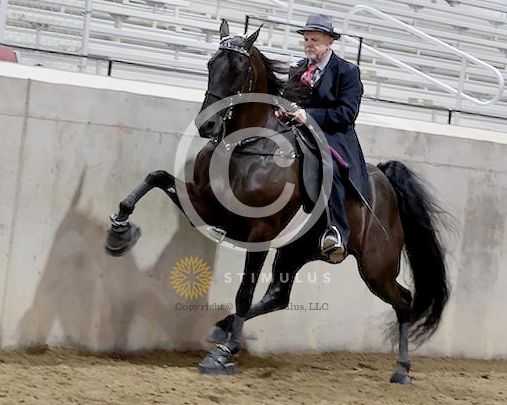 40. Amateur Owned and Trained Walking:Class-400003s0002IMG1080.jpg