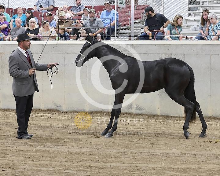 47. Colts-Fillies Under Halter Weanlings and Yearlings:class-470010s0001IMG1123.jpg