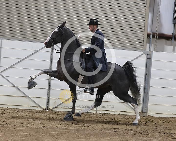 51. Walking Mare and Gelding Open Specialty:Class-510008s0001IMG1315.jpg