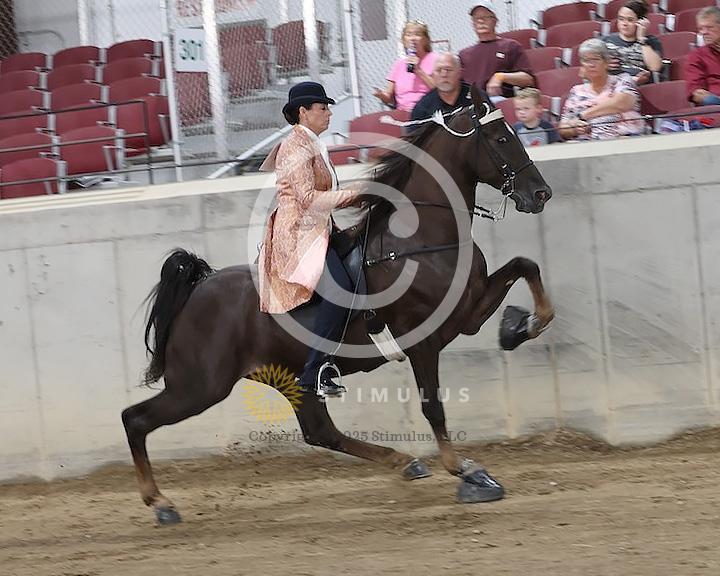 51. Walking Mare and Gelding Open Specialty:Class-510008s0002IMG1346.jpg