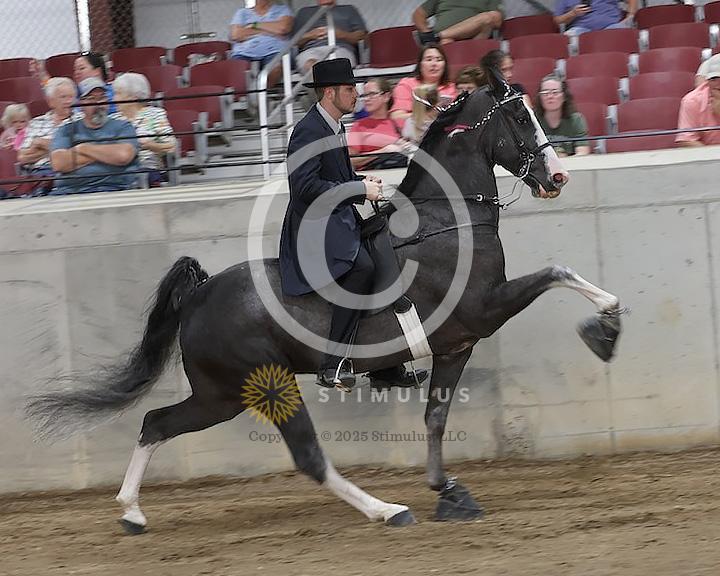 51. Walking Mare and Gelding Open Specialty:Class-510008s0003IMG1363.jpg