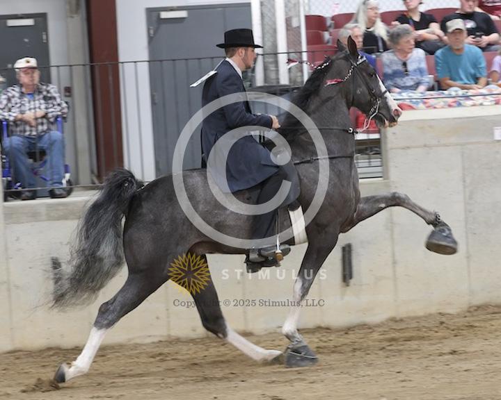 51. Walking Mare and Gelding Open Specialty:Class-510008s0004IMG1370.jpg