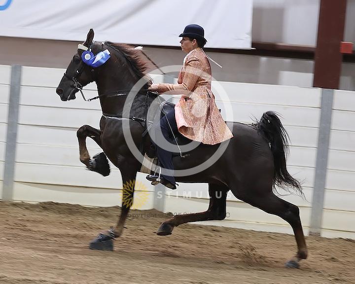 51. Walking Mare and Gelding Open Specialty