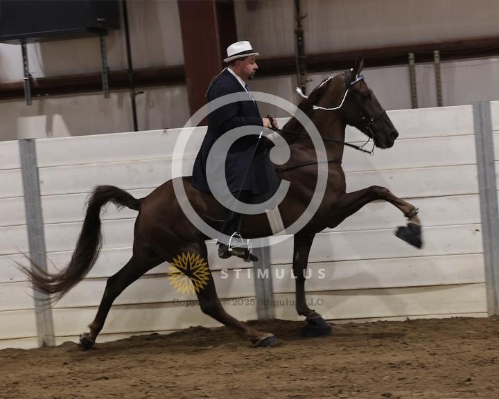 54. Show Pleasure Walking Open:Class-540008s00031624.jpg