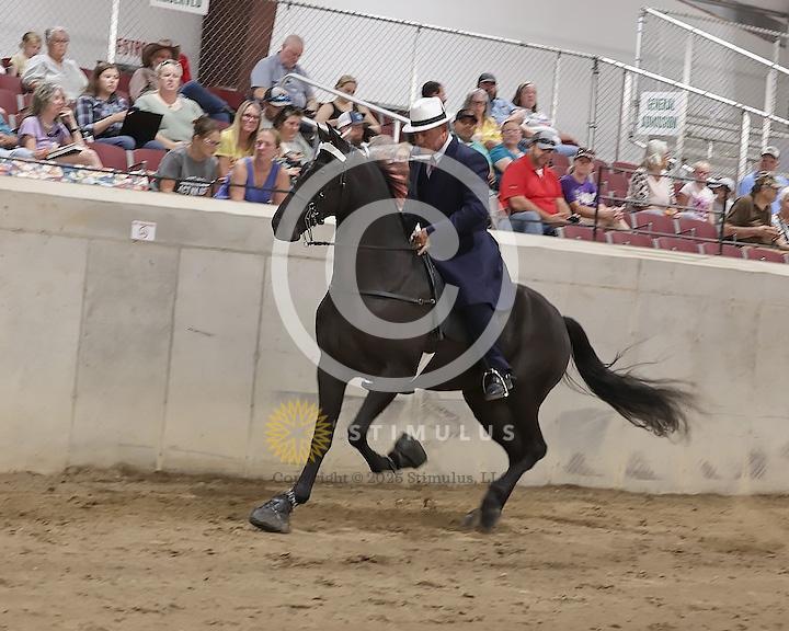 54. Show Pleasure Walking Open:Class-540008s0010IMG1527.jpg