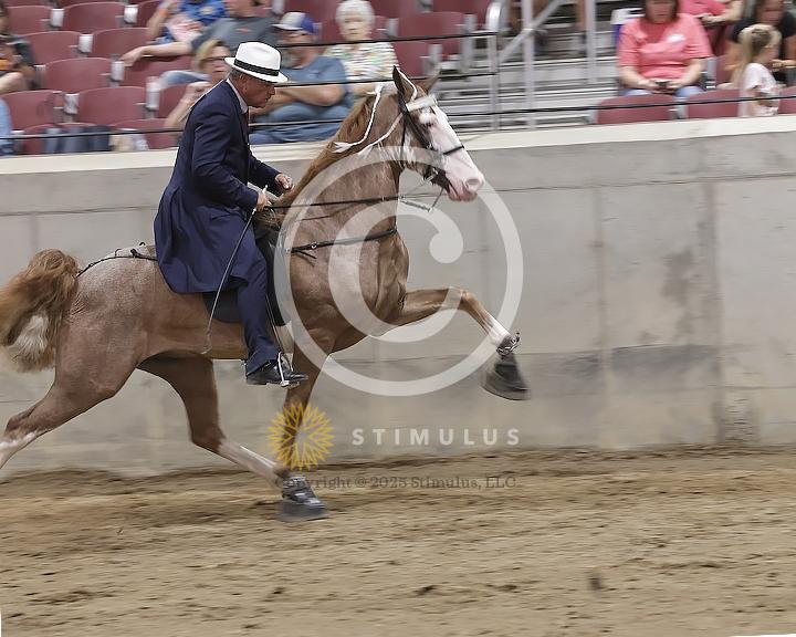 65. 3 Year Old Walking Open:Class-650000s0002IMG2229.jpg