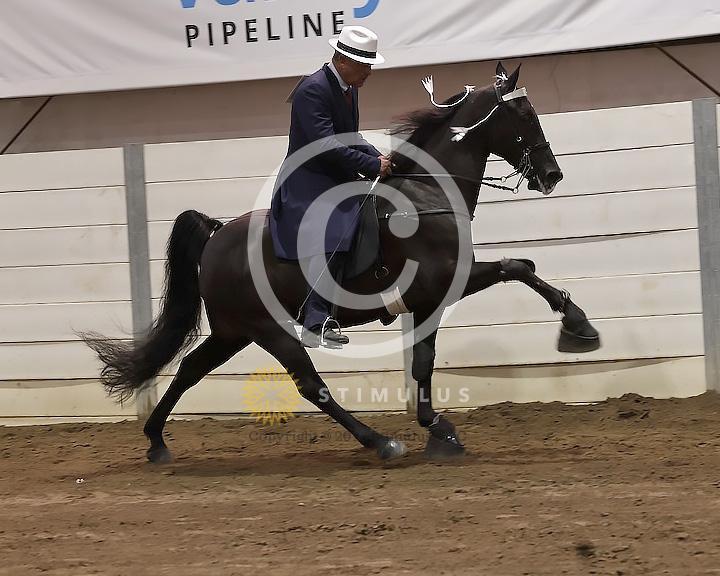 76. 15.2 and Under Walking Open:Class-760000s0006IMG2878.jpg