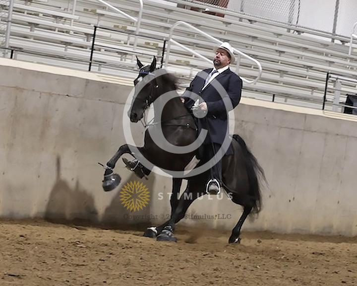 89. Walking Horse Stake Specialty:Class-890000s0004IMG3722.jpg