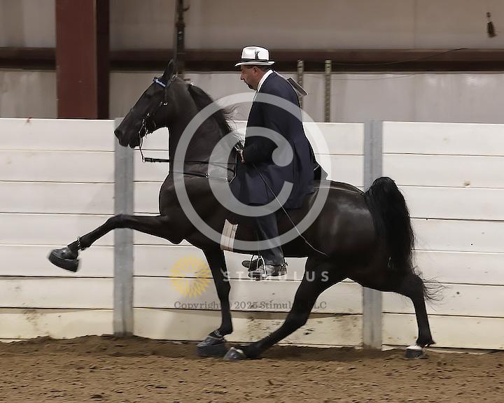 89. Walking Horse Stake Specialty:Class-890000s0006IMG3729.jpg