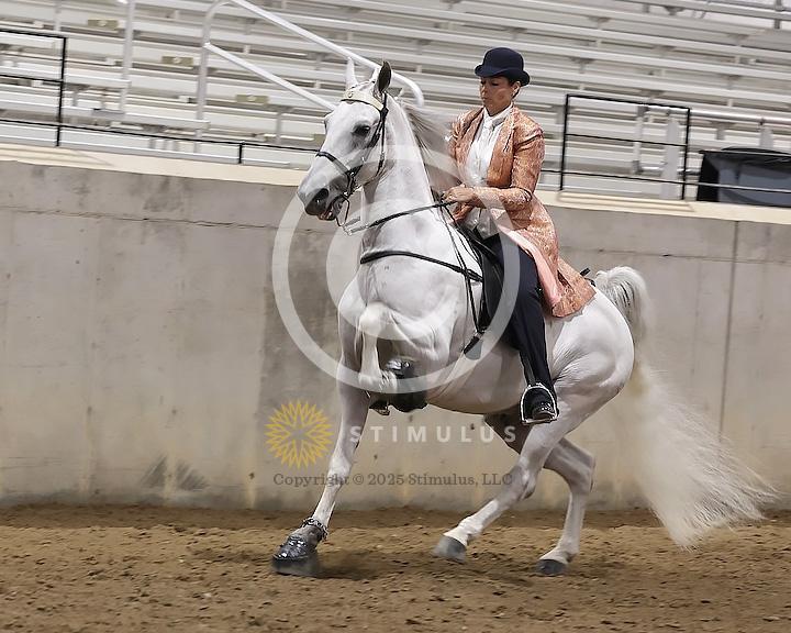 89. Walking Horse Stake Specialty:Class-890000s0008IMG3734.jpg