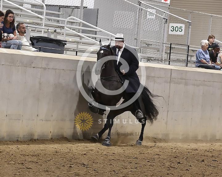 89. Walking Horse Stake Specialty:Class-890000s0009IMG3752.jpg