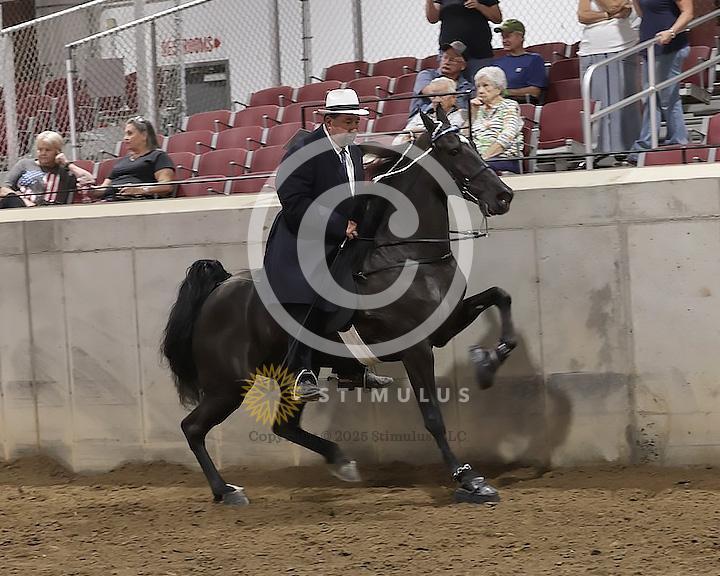 89. Walking Horse Stake Specialty:Class-890000s0011IMG3774.jpg