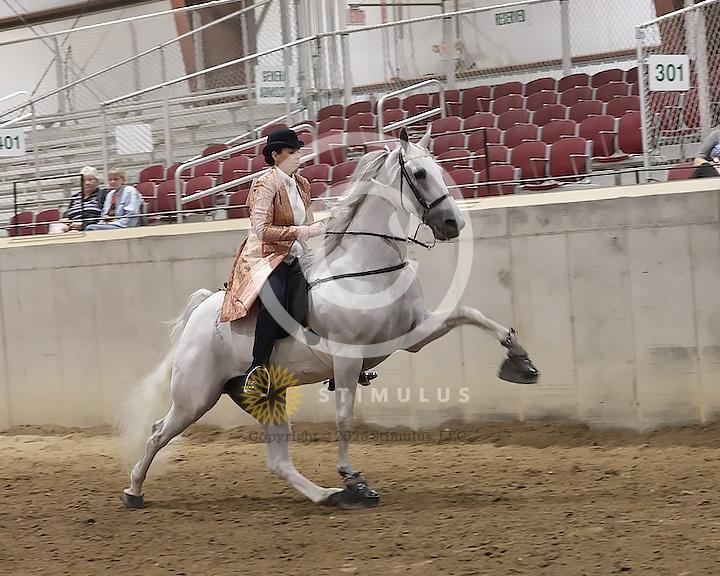 89. Walking Horse Stake Specialty:Class-890000s0012IMG3790.jpg