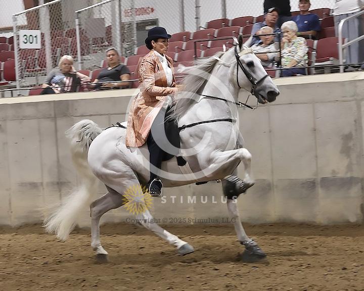 89. Walking Horse Stake Specialty:Class-890000s0013IMG3795.jpg