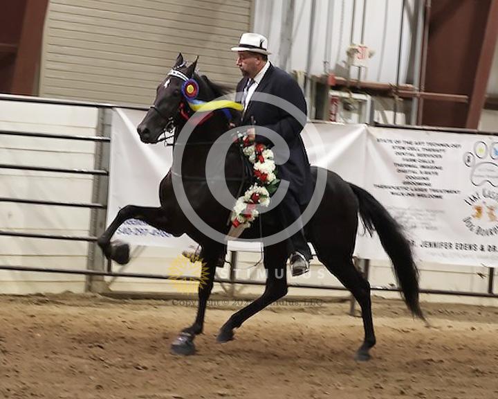 84. Racking Horse Stake:Class-840005s0003IMG3393.jpg