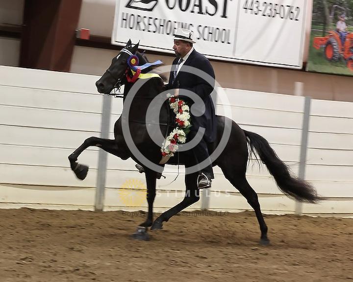 84. Racking Horse Stake:Class-840005s0004IMG3401.jpg