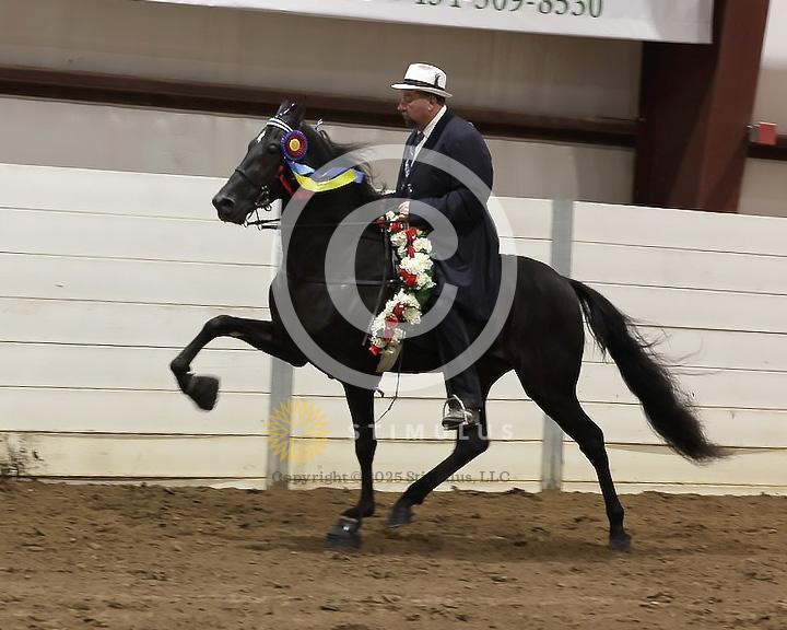 84. Racking Horse Stake:Class-840005s0005IMG3405.jpg