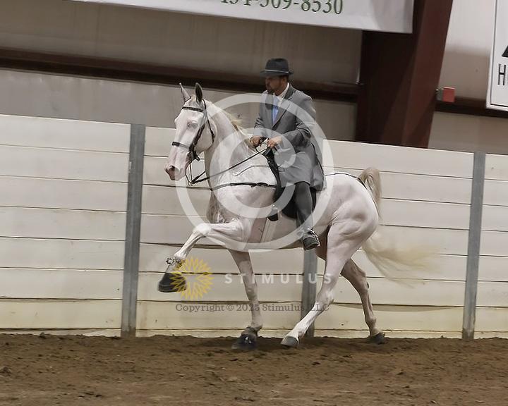 78. 4 Year Old Walking Open:Class-780011s0004IMG3000.jpg