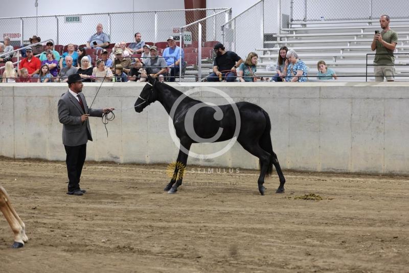 46. Open Model:IMG1123.jpeg